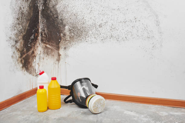 Mold Testing and Removal in Lake Erie Beach, NY