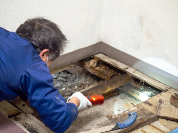 Professional Mold Removal in Lake Erie Beach, NY